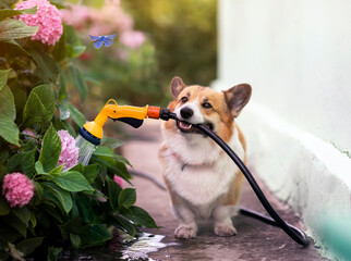 portrait of a happy dog sitting in a summer garden with a hose in his teeth and watering hydrangea...