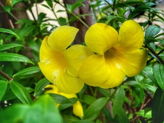 Colorful yellow flowers of Allamanda, Common allamanda, Golden trumpet, Golden trumpet vine, Yellow bell (Allamanda Cathartica) are blooming on shrub tree in the flower garden