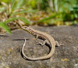 a cute lizard basking in the spring sun on island Mainau in Germany