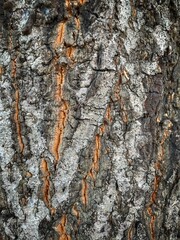 Wood Bark Texture Background Close Up