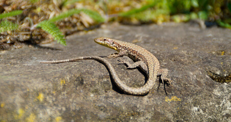Fototapeta premium a cute lizard basking in the spring sun