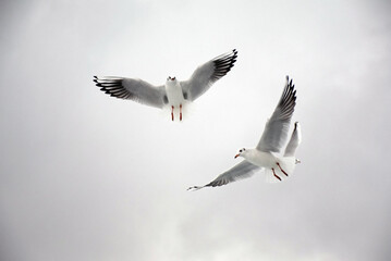 Fototapeta na wymiar Scouting Seagulls