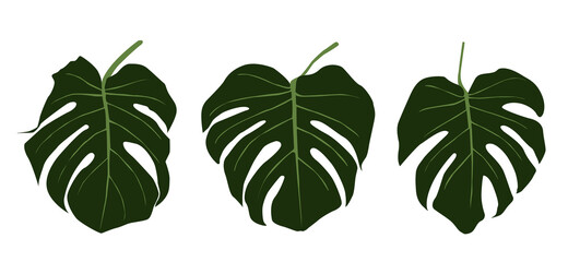 set of monstera leaves. The design of the Illustration of the vector Template of the Monstera Sheet Logo..