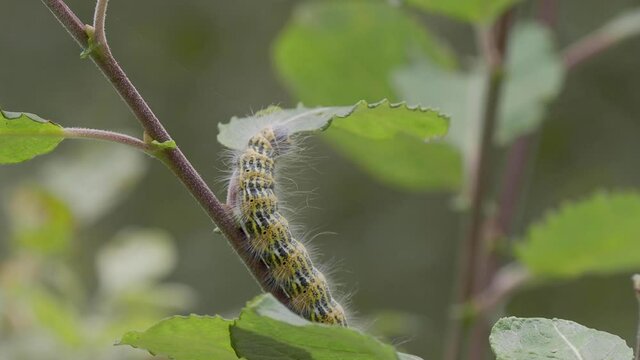 Buff-tip Moth Caterpillar Eating a leaf
