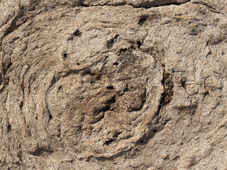 Close-up dry cow excrement. Dry dung natural fuel. Shit background
