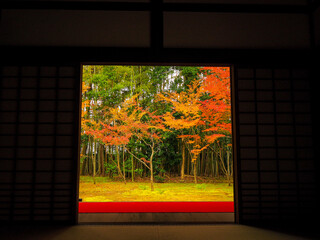 【京都】大徳寺 高桐院の紅葉
