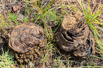 Two pile buffalo shit lying on the grass. Dry dung natural fuel it is known as dung cakes. Eco organic fertilizer. Feces excrement background. Top view