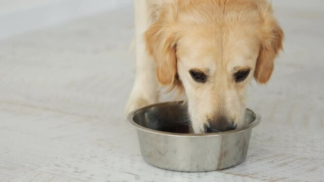 golden retriever dog eating dog food from his bowl in the white kitchen. Feeding of thoroughbred pet with dry meal.