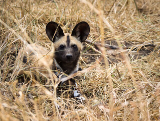 Curios African painted dog pup