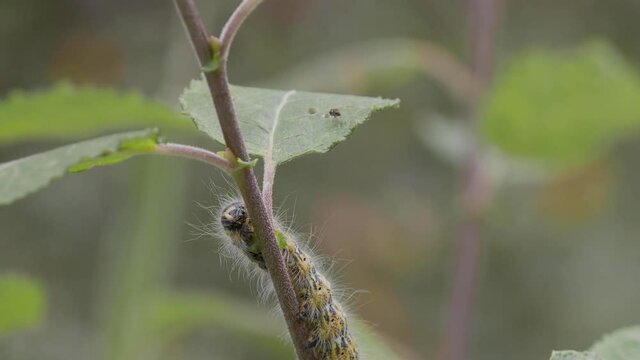 Buff-tip Moth Caterpillar Eating a leaf
