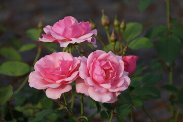 gorgeous sunlit large bright pink roses on a fine summer evening in Augsburg, Bavaria, Germany