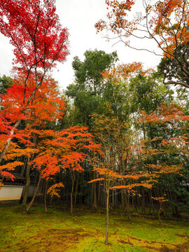 686 Best 大徳寺 Images Stock Photos Vectors Adobe Stock
