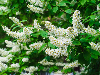 many branches of blooming bird cherry in the garden in spring