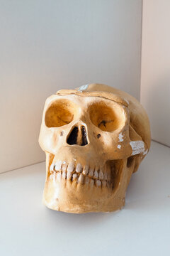 Teaching anatomical skull of Pithecanthropus