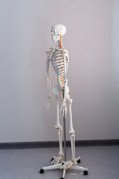 Anatomical model of the human skeleton in the classroom