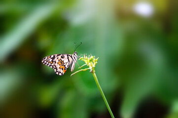 Asian native butterfly on blurred background.Butterfly and flower.