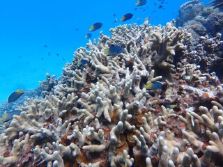 under the sea
