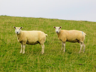 Obraz premium Schafe auf Grasdeich