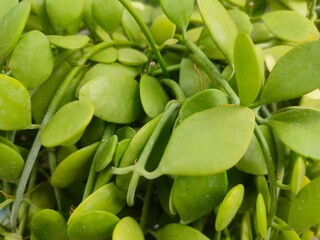 green leaf