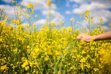 Rape seed field with blue sky in the background