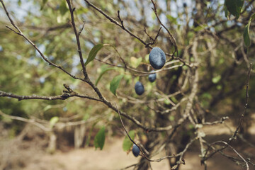 nature green leaves apple fruit countryside