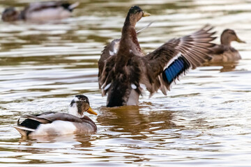 duck on the surface of a pond