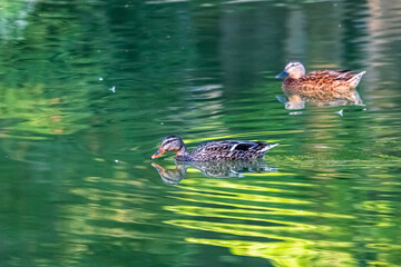 duck on the surface of a pond