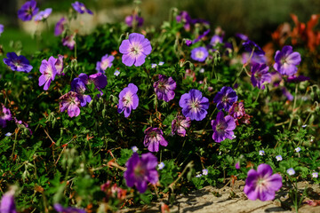 Flowers in the garden, in the middle of summer