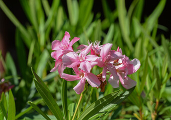 Closeup shot of pink oleander shrub under bright sunlight