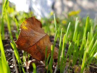 Dry leaf on weed ground surface closeup. Green grass sprouts. Bright sunbeam daytime