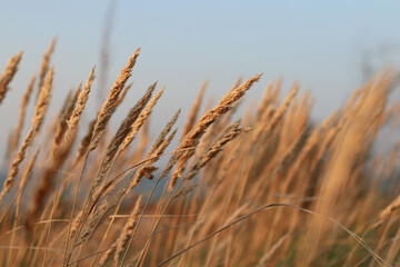 Beautiful abstract closeup of golden dried meadow grass. 
 Abstract natural background. Natural Beige or Set Sail Champagne Background.
Minimal, stylish, trend concept