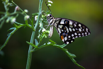 Obraz na płótnie Canvas Papilio butterfly or The Common Lime Butterfly resting on the flower plants in its natural habitat in a nice soft green background Papilio butterfly or common lime butterfly clap the wings on the flo