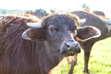Water buffalo (Bubalus bubalis) muzzle. Closeup portrait. Buffalo wildlife. Funny muzzle looking. Odd bizarre weird muzzle. Wild, strong, primal.