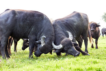 Two young water buffalo (Bubalus bubalis) testing their strength have locked horns. Battle of water buffalo