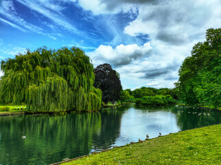 Giant willow tree overlooking a river © Devanandh