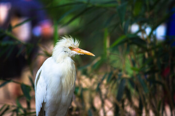 Bubulcus ibis Or Heron Or Commonly know as the Cattle Egret is a cosmopolitan species of heron...