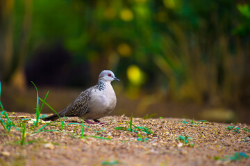 European Turtle Dove (Streptopelia turtur) - Pyrénées-Orientales, is a member of the bird family Columbidae, the doves and pigeons.
