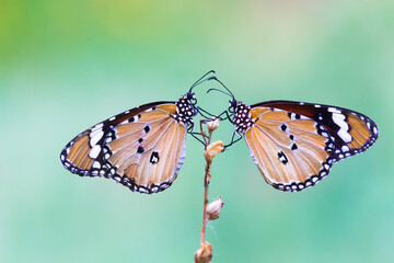  Close up of Plain Tiger Danaus chrysippus butterfly resting on the plant in natures green background
