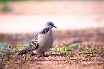 European Turtle Dove (Streptopelia turtur) - Pyrénées-Orientales, is a member of the bird family Columbidae, the doves and pigeons.

