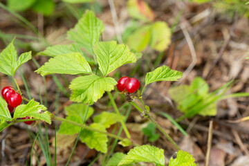Red edible berries in the forest on a bush, rubus saxatilis. Useful berries with a delicate...