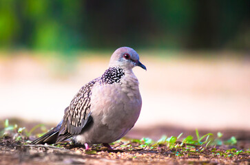 European Turtle Dove (Streptopelia turtur) - Pyrénées-Orientales, is a member of the bird family Columbidae, the doves and pigeons.
