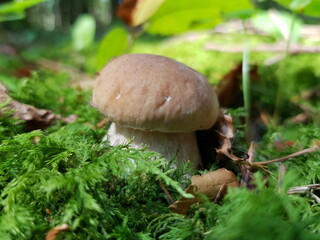 Small white mushroom grows in moss