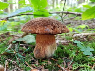 mushroom in the forest