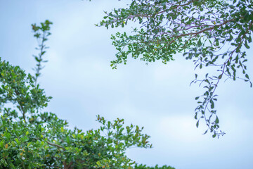green leaf frame with blue sky and white clouds background, can be used as wallpaper