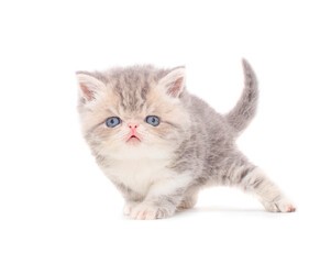 cute persian exotic cat kitten on isolated white background