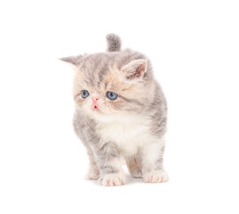 cute persian exotic cat kitten on isolated white background