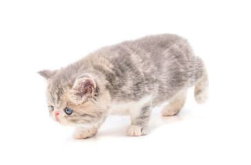 cute persian exotic cat kitten on isolated white background