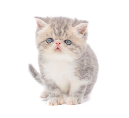 Fototapeta premium cute persian exotic cat kitten on isolated white background