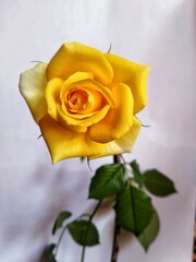 yellow rose on a white background