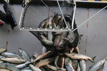 【北海道】秋鮭の水揚げ（北海道ウトロ漁港）